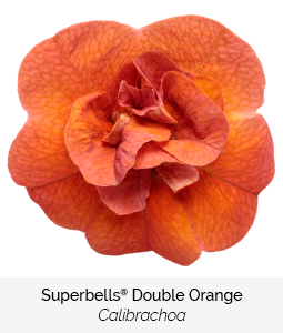 superbells double orange calibrachoa