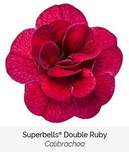 superbells double ruby calibrachoa