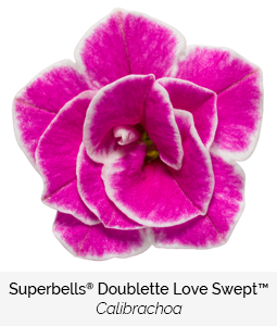 superbells doublette love swept calibrachoa