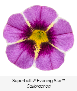 superbells evening star calibrachoa
