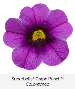 superbells grape punch calibrachoa