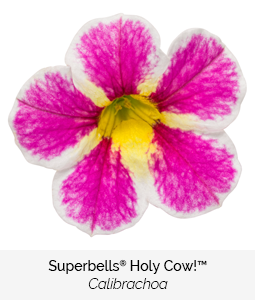 superbells holy cow calibrachoa
