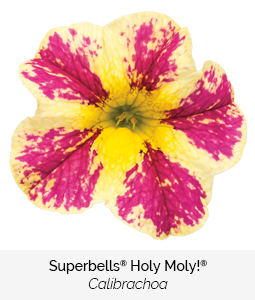 superbells holy moly calibrachoa