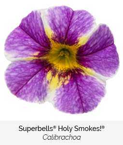 superbells holy smokes calibrachoa