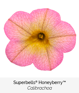 superbells honeyberry calibrachoa