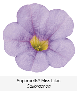 superbells miss lilac calibrachoa