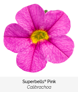 superbells pink calibrachoa
