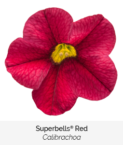 superbells red calibrachoa