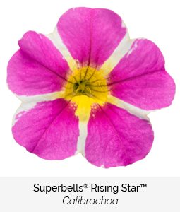 superbells rising star calibrachoa