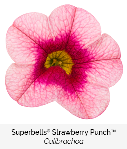 superbells strawberry punch calibrachoa