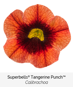 superbells tangerine punch calibrachoa