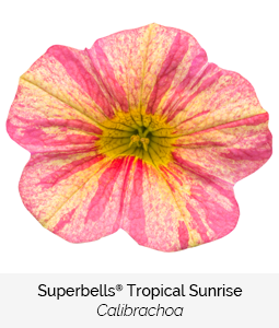 superbells tropical sunrise calibrachoa
