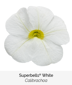 superbells white calibrachoa