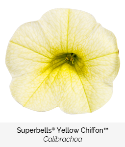 superbells yellow chiffon calibrachoa