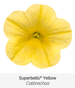 superbells yellow calibrachoa