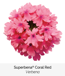 superbena coral red verbena