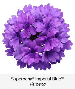 superbena imperial blue verbena