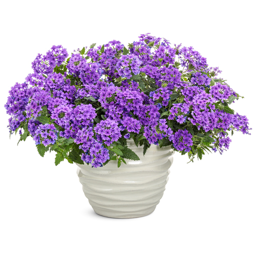 superbena imperial blue verbena