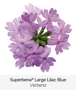 superbena large lilac blue verbena