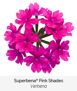 superbena pink shades verbena