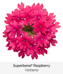 superbena raspberry verbena