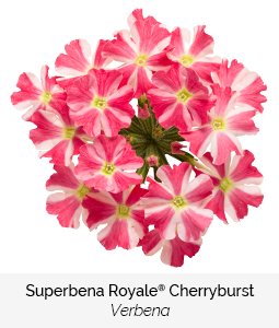 superbena royale cherry burst verbena