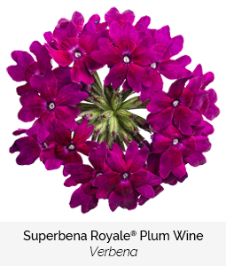 superbena royale plum wine verbena 