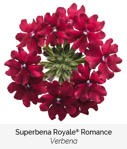 superbena royale romance verbena