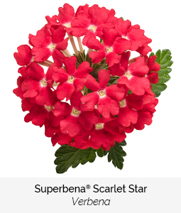 superbena scarlet star verbena