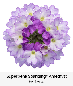 superbena sparkling amethyst verbena