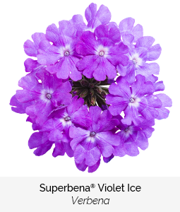 superbena violet ice verbena