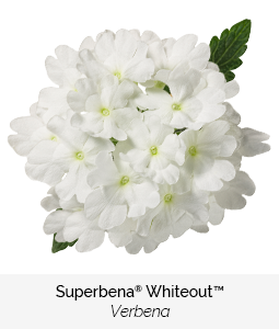 superbena whiteout verbena