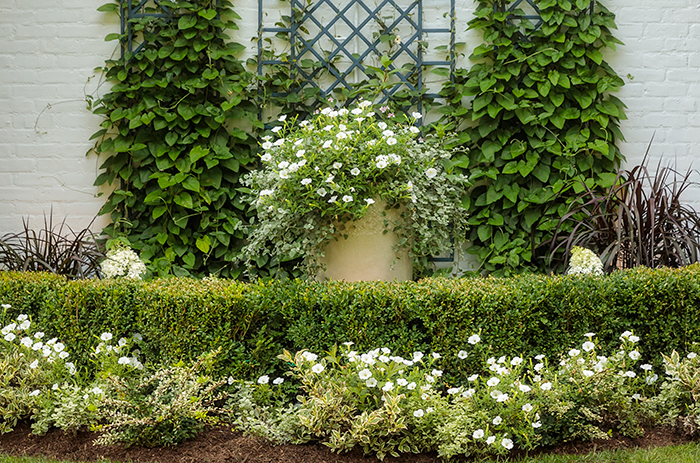 moon garden plant selection