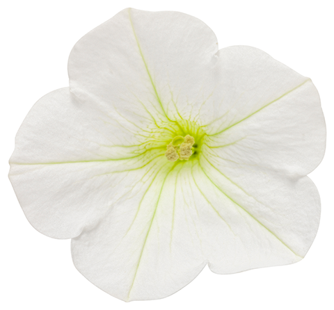 supertunia mini vista white petunia