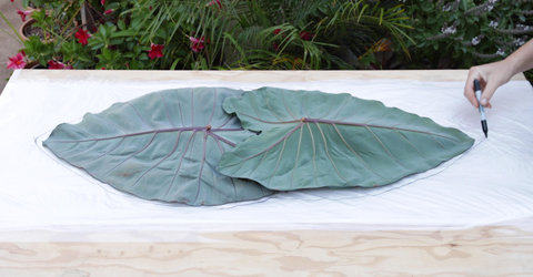 outlining two colocasia leaves