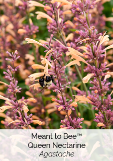 meant to bee queen nectarine agastache 