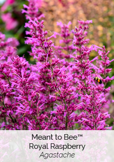meant to bee royal raspberry agastache