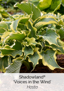 shadowland voices in the wind hosta