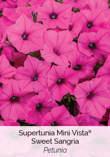 supertunia mini vista sweet sangria petunia