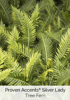 proven accents silver lady tree fern