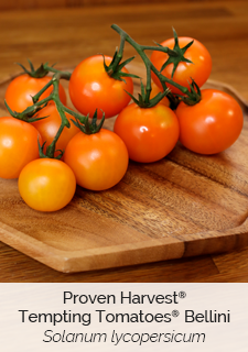 proven harvest tempting tomatoes Bellini lycopersicum