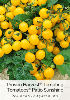 proven harvest tempting tomatoes patio sunshine solanum lycopersicum