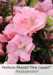 perfecto mundo pink carpet rhododendron