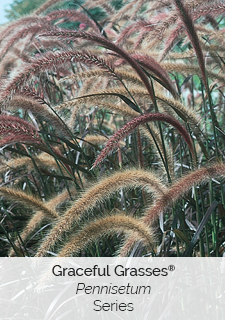 graceful grasses series link