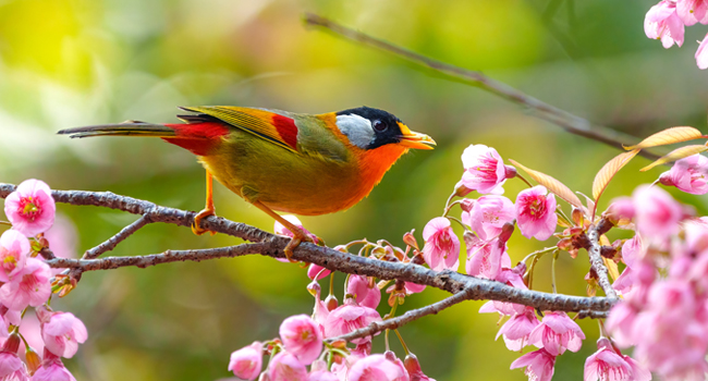 bird-friendly garden guide link image