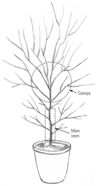 Hydrangea Tree - Proven Beauty