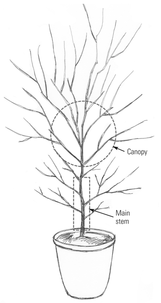 mature panicle hydrangea diagram