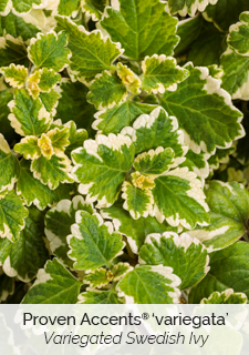 proven accents variegated Swedish ivy