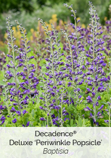 Decadence Deluxe 'Periwinkle Popsicle' Baptisia