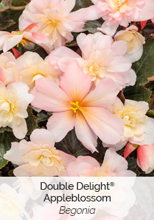 double delight apple blossom begonia